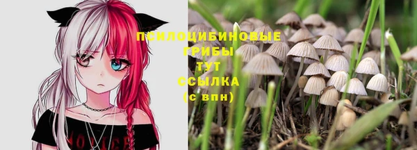 гашик Богданович